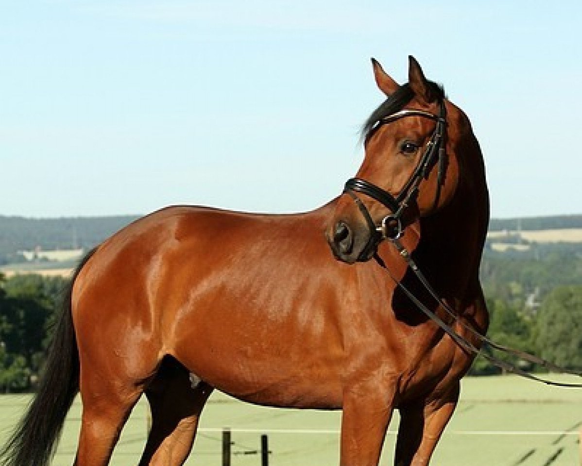 dressage horse Der Prinz 5 (Hanoverian, 2011, from Desperados FRH)