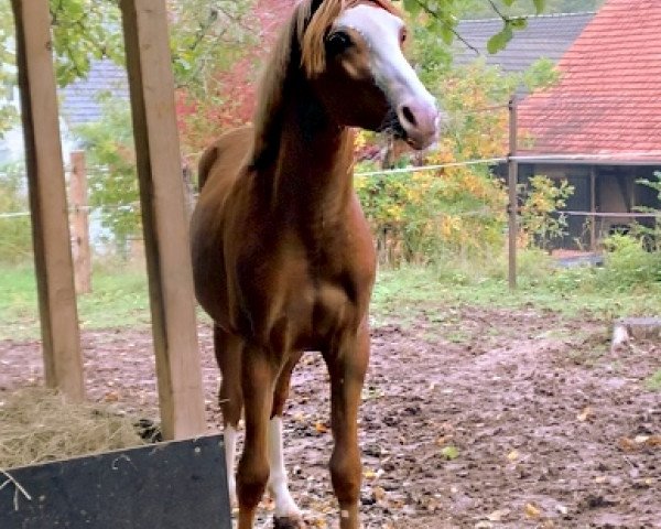 horse TicTac JR (German Riding Pony, 2019)