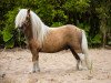 stallion Hummer van Stal Polderzicht (Shetland pony (under 87 cm), 2014, from Shandy van Bromishet)