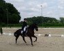 dressage horse Sorentano (Westphalian, 2008, from Sandro Hit)