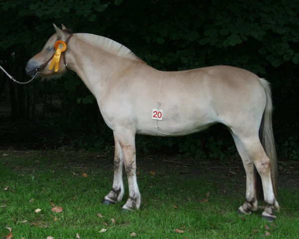 broodmare Kleppes Emma (Fjord Horse, 2011, from Merinas Emil)