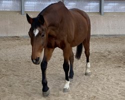 broodmare Panaktor (KWPN (Royal Dutch Sporthorse), 1997, from Fedor)