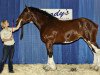 broodmare Wildwood Mandy (Clydesdale, 2006, from Farm of Scotland Sensation Stirling)