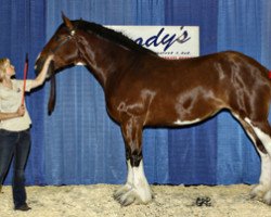 Zuchtstute Wildwood Mandy (Clydesdale, 2006, von Farm of Scotland Sensation Stirling)