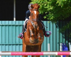 broodmare Iq van het Eigenlo (Belgian Warmblood, 2008, from Nabab de Rêve)