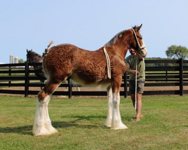 horse Briarwood's Anti Virus (Clydesdale, 2020, from Maplewood Lorna's Lonnie)