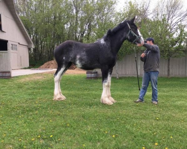 horse Briarwood Nash's Pixie Dust (Clydesdale, 2018, from Willow Way Nash)