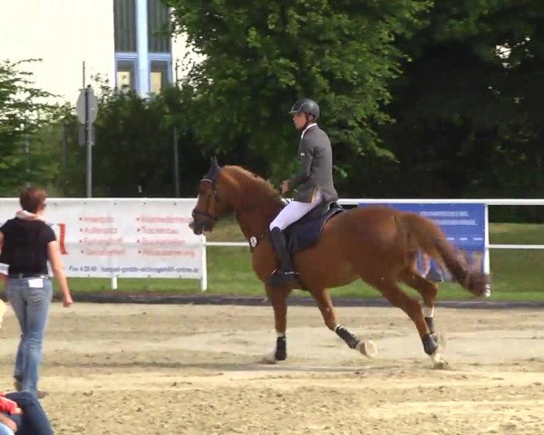 Großes Langenauer Reitturnier 2014