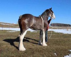 Pferd Briarwood Nash's Labatt Blue (Clydesdale, 2019, von Willow Way Nash)