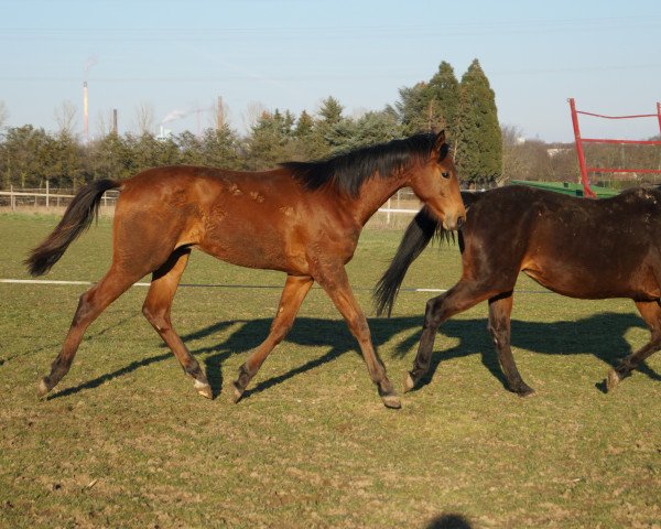 dressage horse Valentino (Hanoverian, 2020, from Vivino)