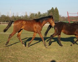 dressage horse Valentino (Hanoverian, 2020, from Vivino)