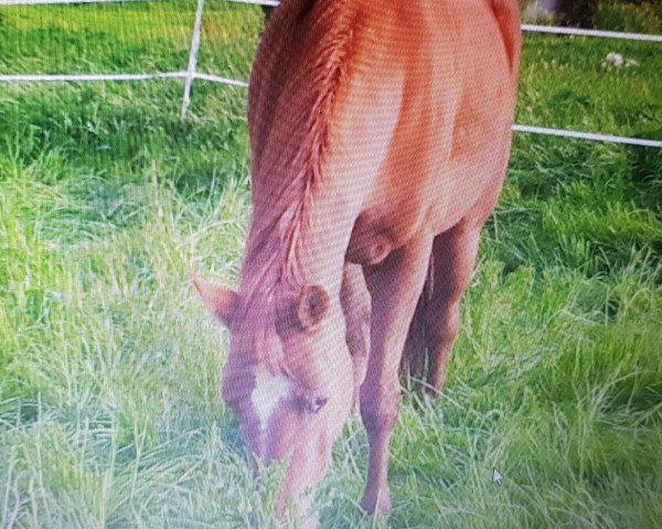 horse Wichita 109 (Hessian Warmblood, 1995, from Wolkenstein I)