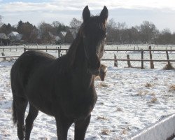 dressage horse Adana (Trakehner, 2016, from Schwarzgold)