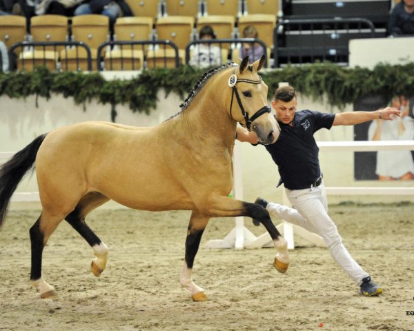 stallion Steendieks Cahmbertin Jr. (German Riding Pony, 2015, from FS Chambertin)