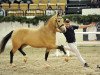 stallion Steendieks Cahmbertin Jr. (German Riding Pony, 2015, from FS Chambertin)