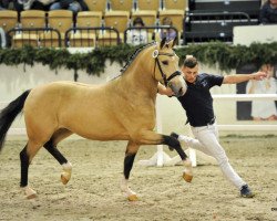 Deckhengst Steendieks Cahmbertin Jr. (Deutsches Reitpony, 2015, von FS Chambertin)