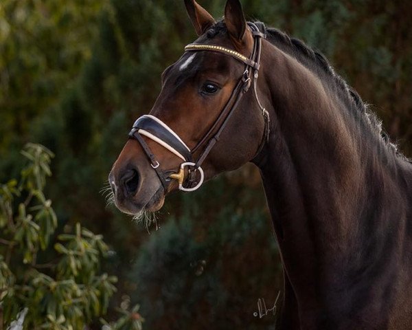 stallion Benchmark (Oldenburg, 2017, from Borsalino)