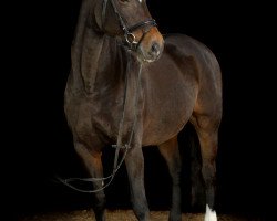 broodmare Ponta Ohio (Holsteiner, 2000, from Carpaccio)