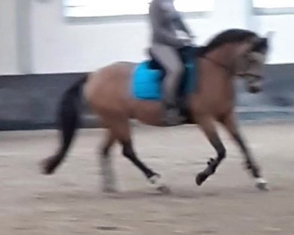 dressage horse Athena D'Emery (French Pony, 2010, from Viersen K)