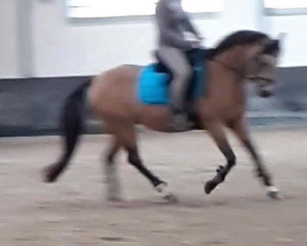 Dressurpferd Athena D'Emery (Französisches Pony, 2010, von Viersen K)