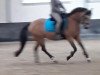 dressage horse Athena D'Emery (French Pony, 2010, from Viersen K)