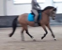 dressage horse Athena D'Emery (French Pony, 2010, from Viersen K)