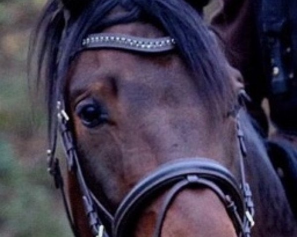 dressage horse Charakterstark (German Sport Horse, 2016, from Celencio)
