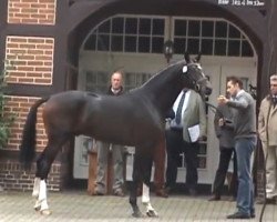 stallion St. Moritz II (Hanoverian, 2008, from Sandro Hit)