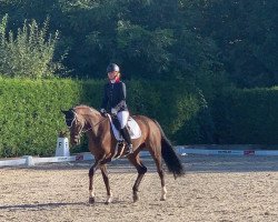 dressage horse Sternchen 471 (Württemberger, 2013, from St. Moritz II)