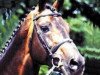 stallion Lysander (Holsteiner, 1979, from Landgraf I)