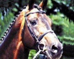 stallion Lysander (Holsteiner, 1979, from Landgraf I)