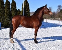 Pferd Piorun (Polnisches Warmblut, 2018, von Szafir)