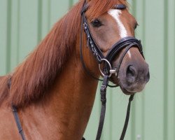 Pferd Mary (Deutsches Reitpony, 2012, von Bünteeichen-Manolito)