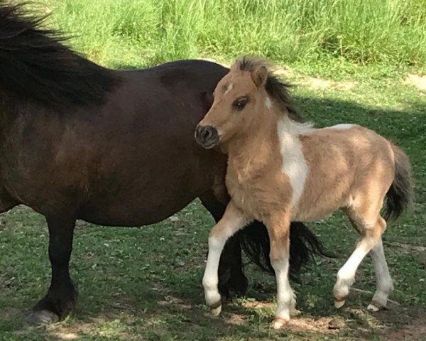 horse Angelo vom Rindergraben (Shetland Pony, 2020, from Anton vom Rindergraben)