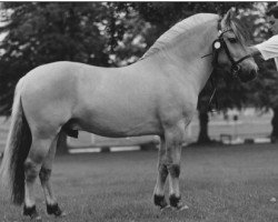 stallion Haldor FJH 680 (Fjord Horse, 1991, from Knast Halsnæs)