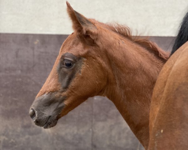 dressage horse Pumbaa la Perle (KWPN (Royal Dutch Sporthorse), 2020, from Quaterback)
