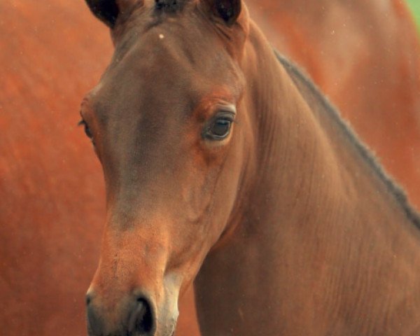 dressage horse Khan la Perle (KWPN (Royal Dutch Sporthorse), 2015, from Rousseau)