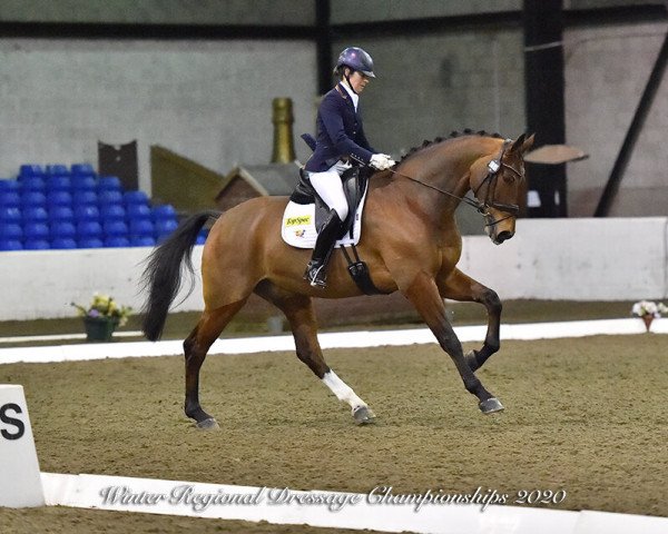 dressage horse Goofy la Perle (KWPN (Royal Dutch Sporthorse), 2011, from Belissimo NRW)