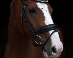 jumper Chanarah (Oldenburg show jumper, 2009, from Cancara)