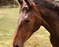 dressage horse Estobar’s Ella (Westphalian, 2020, from Estobar NRW)