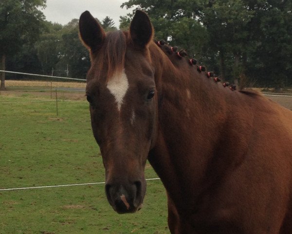 dressage horse Sirius (Westphalian, 2006, from Sir Donnerhall I)