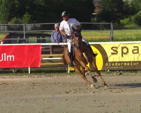 Großes Langenauer Reitturnier 2014