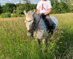 broodmare Fee (German Riding Pony, 1994, from Arkus)