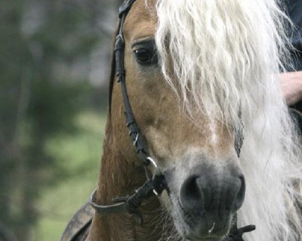 stallion Nathan (Haflinger, 1994, from Nestroy)
