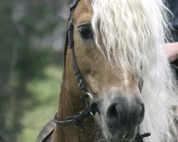 Deckhengst Nathan (Haflinger, 1994, von Nestroy)