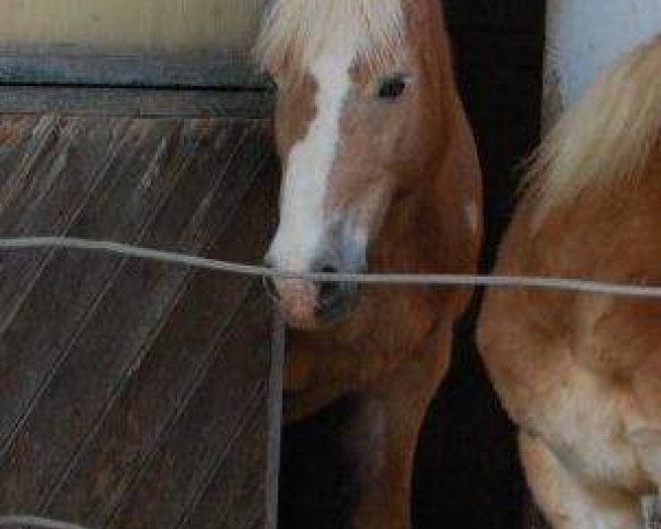 broodmare Lora (Haflinger, 1989, from Alban)