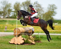 Springpferd Andante D (Deutsches Reitpony, 2009, von Amarillys Sensation D)