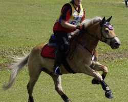 Springpferd Number One 2 (Haflinger, 2008, von Nathan)