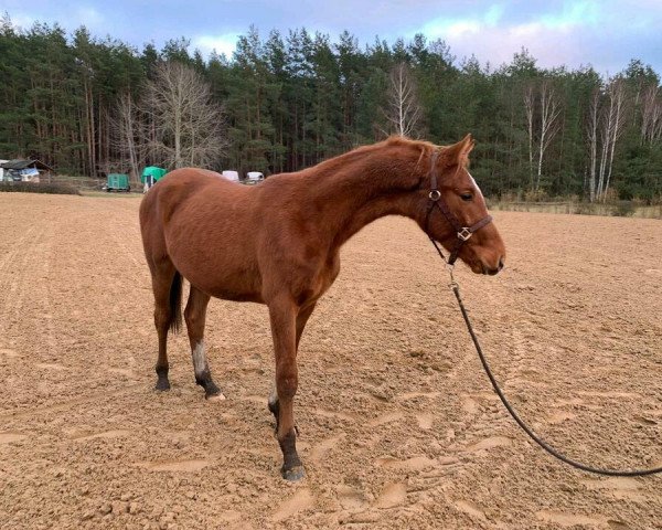 jumper Goldmähne KFA (German Sport Horse, 2019, from Goldfever)