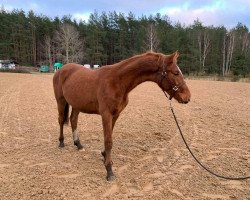 Springpferd Goldmähne KFA (Deutsches Sportpferd, 2019, von Goldfever 3)